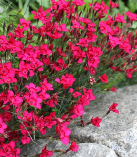 Dianthus deltoides 'Brilliant'